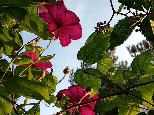 Vacker vinröd clematis i motljus
